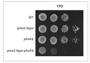 Pma1-hypo, pho4Δ,Pma1-hypo pho4Δ 돌연변이 균주의 생존력 분석