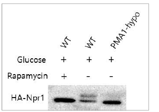 Pma1-hypo 균주에서 Npr1 인산화 조절 양상 분석