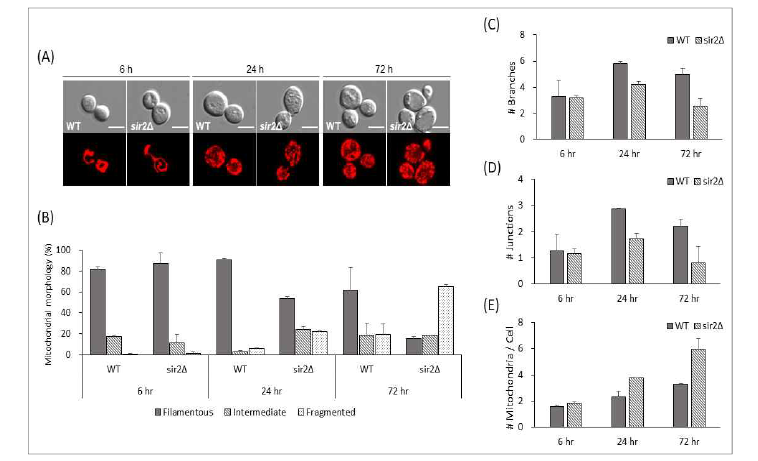 Sir2에 의한 미토콘드리아 분절 양상 분석