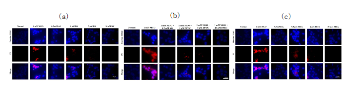 형광현미경을 활용한 DK(a), DPHC (b) 및 PFFA (c)의 신장세포 자살 억제 효능 평가