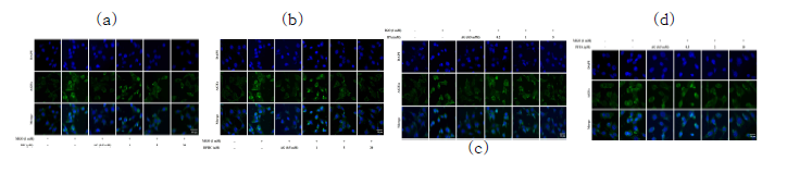 형광현미경을 활용한 DK(a), DPHC (b) 및 IPA (c), 및 PFFA 신장세포 내 AGEs 축적 억제 효능 평가