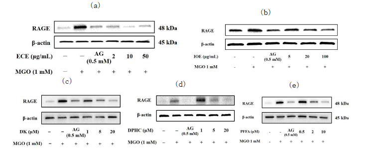 해양생물자원 추출물 및 phlorotannin 화합물의 신장세포 RAGE 단백질 발현 조절 효능