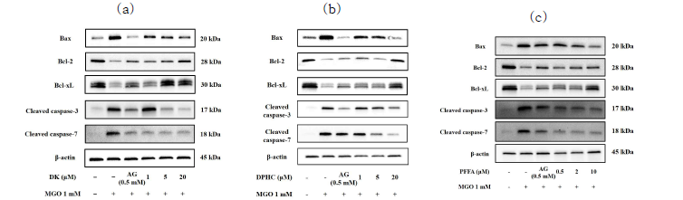 해양생물자원 유래 phlorotannin 화합물 (a) DK, (b) DPHC, (c) PFFA의 세포자살 관련 단백질 발현 조절 효과