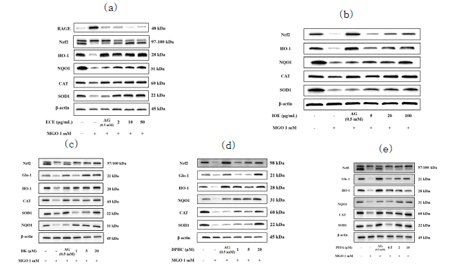 해양생물자원 감태(a), 패(b) 및 phlorotannin 화합물 DK (c), DPHC (d), PFFA (e)의 Nrf2/Glo-1/ARE 신호전달 경로 조절 효능