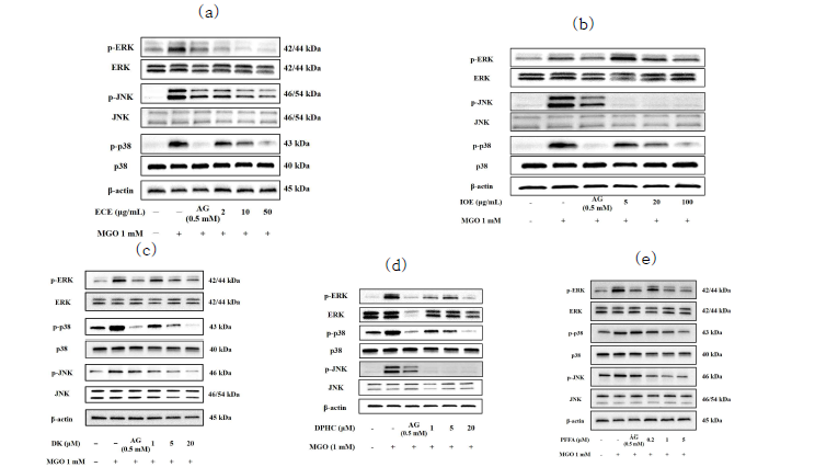 해양생물자원 감태(a), 패(b) 및 phlorotannin 화합물 DK (c), DPHC (d), PFFA (e)의 MAPKs 인산화 신호전달 경로 조절 효능