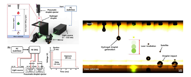 (좌)하이드로겔 액적 충격 거동 분석을 위한 실험 설정의 개략도 및 솔레노이드 밸브와 레이저 제어 신호, (우) 토출 된 하이드로겔 액적의 레이저 조사 후 유리 기판에 충돌하는 과정의 연속 이미지.