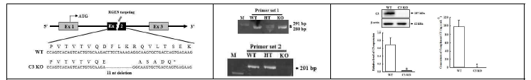 C3 유전자의 표적화 계획 및 유전자 적중/발현 확인