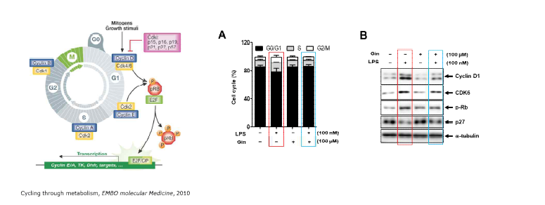 Ginsenosides inhibits LBS-stimulated cell cycle progression in smooth muscle cells