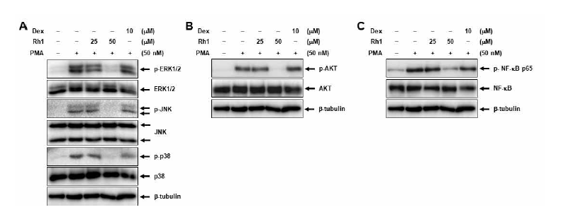 Rh1 inhibits Akt, MAPK, and NF-κB activation in PMA-induced A549 cells. A549 cells were pretreated with indicated concentrations of Rh1 or Dex for 1 h, followed by treatment with 50 nM PMA for 2 h. Whole-cell lysates were analyzed by western blotting using indicated antibodies such as ERK1/2 (A), JNK (A), p38 (A), Akt (B), and NF-κB (C). β -tubulin was used as a loading control. Data are expressed as the mean ± SEM (n = 3), ** P < 0.01 or *** P < 0.001 compared with the control. Dex; Dexamethasone