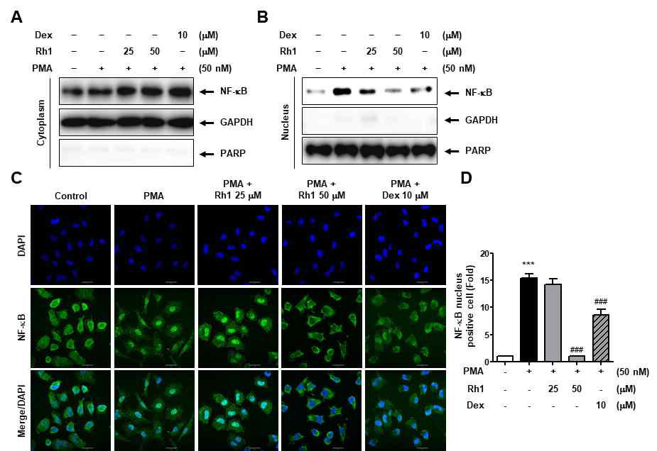 Rh1 inhibits NF-κB nuclear translocation in PMA-induced A549 cells. A549 cells were pretreated with 25 and 50 μM of Rh1 or 10 μM Dex for 1 h and followed by treatment with 50 nM PMA for 2 h. (A-B) After fractionation, NF-κB localization was evaluated by western blot analysis. (C-D) The immunofluorescence analysis was performed after immunostaining using indicated antibodies. DAPI was costained to indicate the nucleus. The bar indicates 30 μm. (D) The quantified graph shows the relative fluorescence intensity of NF-μ B using Image J software. *** P < 0.001 compared with the control, ### P < 0.001 compared with the PMA-treated sample. Dex; Dexamethasone