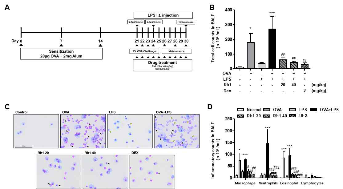 Inhibitory effects of Rh1 on inflammatory cell recruitment in OVA and LPS-induced asthmatic mice. (A) Study protocol for allergic lung inflammation model with LPS co-exposure. (B) Total cell counts of inflammatory cells in BALF were counted using hematocytometers. (C) The number of macrophages, neutrophils, eosinophils, and lymphocytes were counted in the stained BALF cells. (D) Images were obtained using a Leica DM 480 camera (Leica Microsystems, Wetzlar, Germany, magnification ×400, scale bars = 100 μ m). Black arrows indicate eosinophils and yellow arrows indicate neutrophils. The data are presented as means ± SEM (n = 7~8). * P < 0.05 or *** P < 0.001 compared with the control group, # P <0.05, ## P <0.01, or ### P < 0.001 compared with the OVA+LPS group.