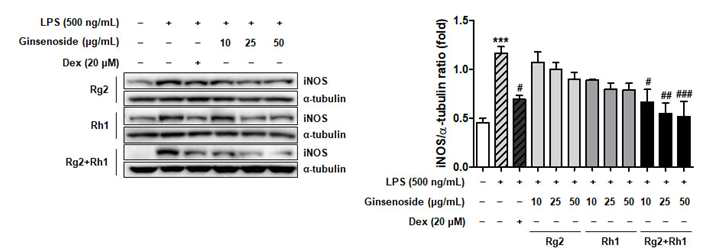 Effect of minor ginsenoside-Rg2 and -Rh1 on NO production. (Left) The expression of iNOS were evaluated by western blot analysis. (Right) The ratio of phosphorylated iNOS/α-tubulin expression represents as the mean ± SEM (n = 3). ***p < 0.001 compared with control sample, #p< 0.05, ##p < 0.01, and ###p < 0.001 compared with LPS-treated sample.