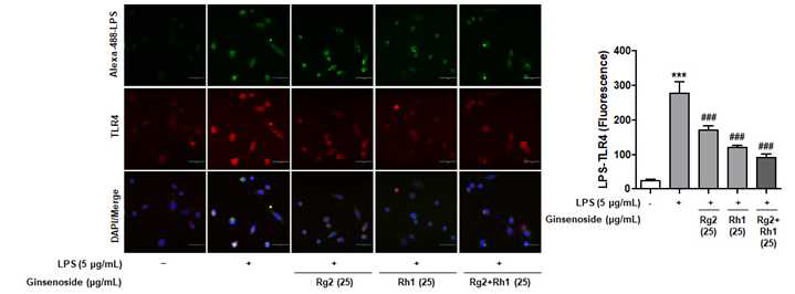 Inhibitory effect of ginsenosides Rg2 and Rh1 on LPS-TLR4 binding on macrophages. (Left) Peritoneal macrophages were stimulated by Alexa Fluor 488-conjugated LPS for 20 min in the absence or presence of each ginsenosides. Cells were fixed and incubated with Anti-TLR4 antibody for 3 h followed by incubated with Alexa Fluor 546 for 1 h. DAPI was counterstained for nuclear quantitation. The images were observed using a laser scanning confocal spectral microscope (Nanoscope systems). The bar indicates 30 um. The relative quantification of the LPS-TLR4 binding were analyzed using Image J software and their expression represents as the mean ± SEM (n = 3). ***p < 0.001 compared with control sample ###p< 0.001 compared with LPS-treated sample.