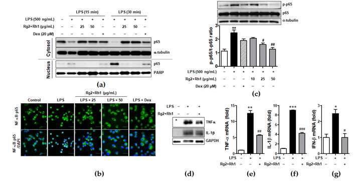 Effect of ginsenosides Rg2 and Rh1 on NF-κB p65 nuclear translocation and activation, and cytokine production.