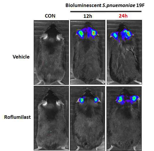 The critical role of Roflumilast, on the bacteria clearance in the mouse middle ear infected by bioluminescent S. pneumoniae.