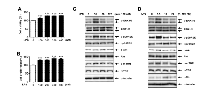 LPS induces proliferation though activation of ERK1/2/p90RSK/Aktsignaling pathway in smooth muscle cells