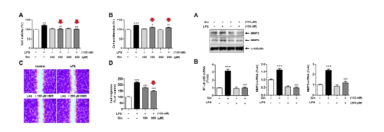 Ginsenosides inhibits NF-kB mediated migration of smooth muscle cells induced by LPS