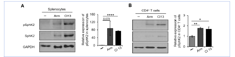 급성 (Arm) 또는 만성 (Cl 13) LCMV 감염된 생쥐의 비장세포(A)와 CD4 T 림프구(B)에서 Sphk2 발현 및 인산화 분석. (J Clin Invest, 2020)