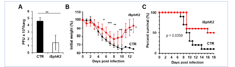 Sphk2 억제제 (iSphK2)를 인플루엔자 바이러스에 감염된 생쥐에 처리한 후 폐에서 바이러스 역가(A), 몸 무게 변화(B), 치사율(C) 분석. (Antiviral Research, 2018)