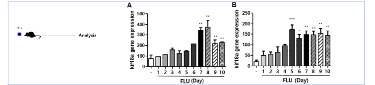 인플루엔자에 감염된 생쥐의 폐(A)와 림프절(B)에서 kif18a의 발현패턴을 분석함. (Unpublished)