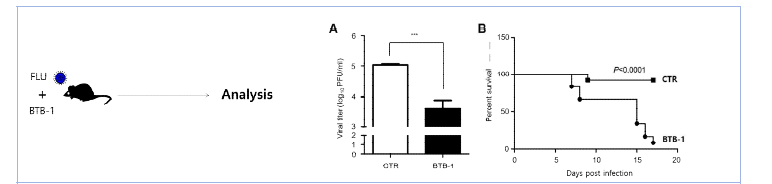 인플루엔자에 바이러스에 감염된 생쥐에 KIF18A 저해제(BTB-1)을 처리한 후, 바이러스 역가(A)와 치사율 (B)을 분석함. (J Cell Mol Med, 2020)