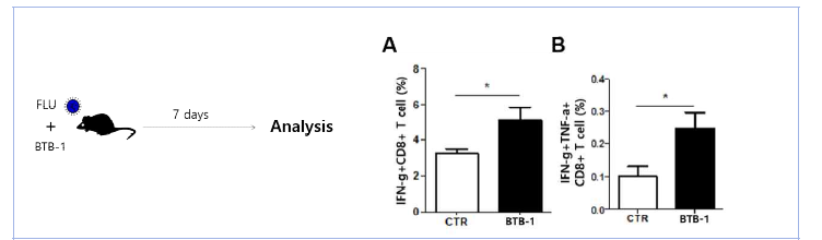 불활화 인플루엔자를 주입한 생쥐에 KIF18A 저해제(BTB-1)을 처리하고 7일 후, 비장과 폐에서 바 이러스 항원에 반응하여 IFN-gamma와 TNF-alpha를 생산하는 CD8 T 림프구를 유세포 분석기로 분석함. (Unpublished)