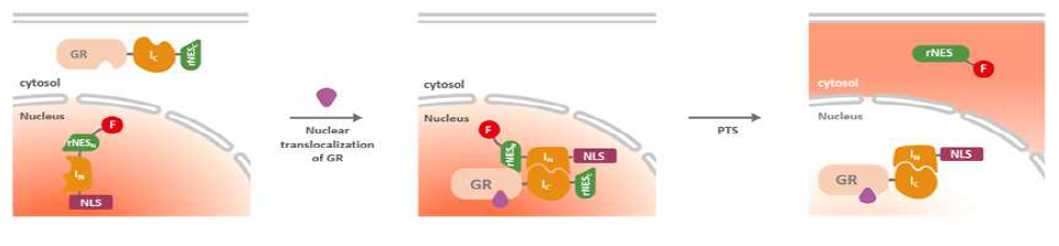 Conditional Protein Splicing (CPS)을 이용한 세포 기반 센서 디자인