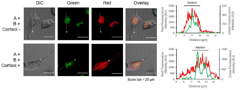 형광현미경을 통한 재조합 단백질 발현 확인 및 cortisol에 의한 형광 신호의 위치 이동 확인