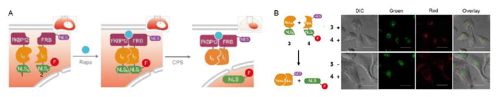 조건부 효소 결합 반응을 이용한 라이브 세포 센서 디자인 및 평가. (A) 라파마이신 검출을 위한 라이브 세포 센서 디자인. (B) 재조합 NLS 펩타이드 서열 활성화 평가