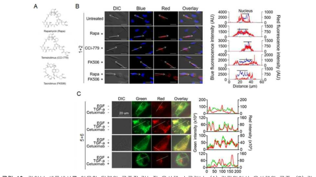 라이브 세포센서를 이용한 타겟의 구조적·기능적 유사체 스크리닝. (A) 라파마이신 유사체의 구조. (B) 라파마이신 세포 센서의 유사체 스크리닝. (C) 성장인자 세포 센서의 유사체 스크리닝