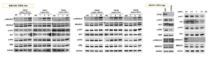 TGFβ1 및 TGFβ2 처리에 따른 하위신호전달 활성화 분석 및 siRNA/TGFb
