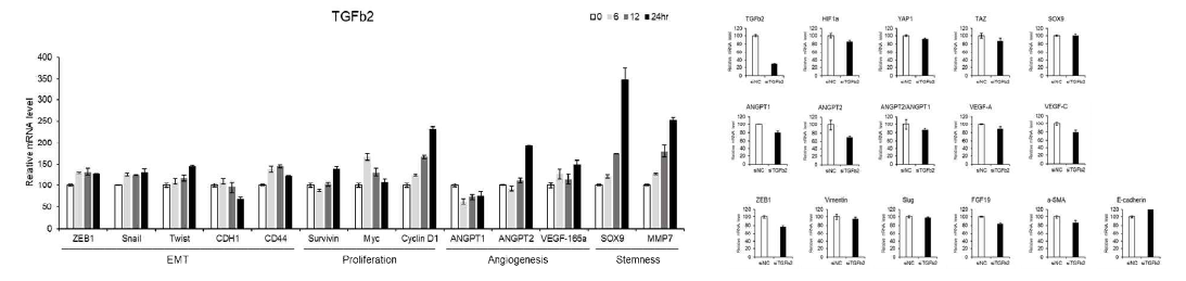 TGFβ2/GSK3β/β-catenin 신호전달에 의해 조절받는 유전자 발현 분석