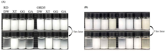 하이드로콜로이드(xanthan gum, guar gum, gum arabic) 첨가에 따른 아밀로펙틴 덱스트린(RD)과 5% OSA-아밀로펙틴 덱스트린(ORD5) 분산액 사진(A: same concentration, B: same viscosity)