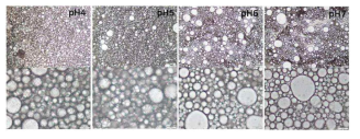 pH에 따른 피커링에멀젼 액적의 모양 및 크기(1.5시간 보관 후)