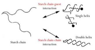 천연 전분의 self-assembly 기작 및 전분 사슬에 의한 Double helix 형성 과정