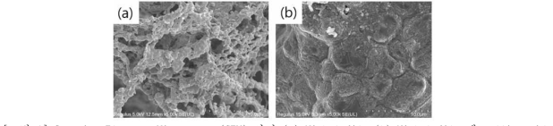 Scanning Electron Microscope (SEM) 사진 (a) Nickel film (b) Nickel film 에 gallic acid 처리 후 flashlight 공정 후 필름