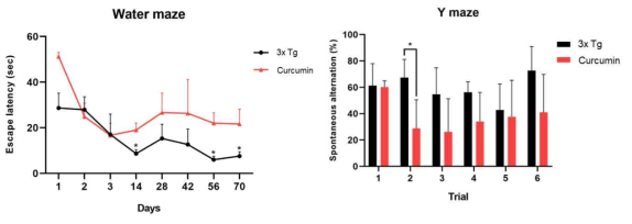 13개월령 3x Tg mouse와 커큐민 투여군의 인지기능 behavior test 결과