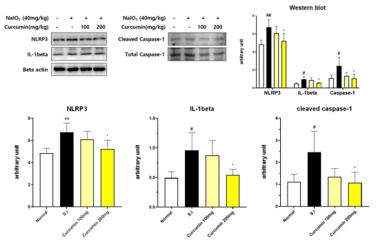 Sodium iodate에 의한 산화 손상을 유발한 망막변성 동물 모델의 망막 조직에서 curcumin (100mg/Kg, 200mg/Kg) 투여에 따른 Inflammasome pathway (NLRP3, IL-1beta, Caspase-1)의 발현 차이를 확인한 결과