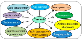 현재까지 밝혀진 커큐민의 다양한 기능들