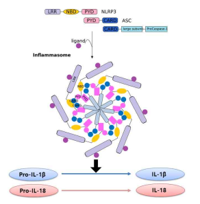 Inflammasome 의 구성 및 기능