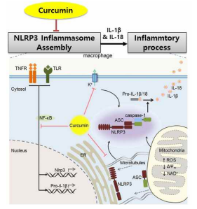 Curcumin의 inflammasome 억제역할