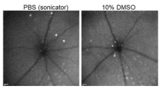 이미징 전 커큐민을 혈관 내 투여 후 Autofluorescence imaging 촬영을 통해 자가형광을 보이는 spot 들을 발견. 커큐민 투여의 안정성 확보를 위해 PBS에 희석 후 sonicator를 이용하는 방식 (좌) 및 10% DMSO 에 희석하는 방식 (우)을 시행하여 비교 및 안정성 확립