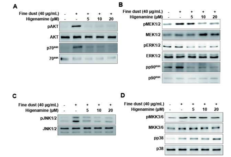 미세먼지에 의해 활성화되는 신호전달 체계 및 이를 저해하는 higenamine.