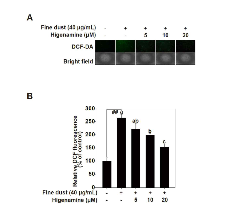 미세먼지에 의해 발생되는 활성산소 및 이를 저해하는 higenamine.