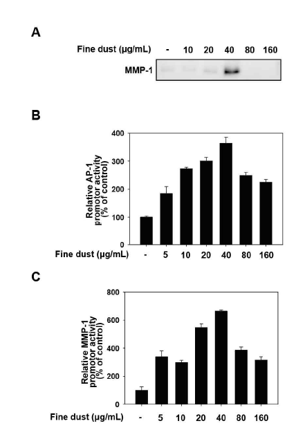 미세먼지 처리시 농도별 MMP-1 단백질 발현, MMP-1 promoter activity, AP-1 promoter activity 의 최저조건 확립