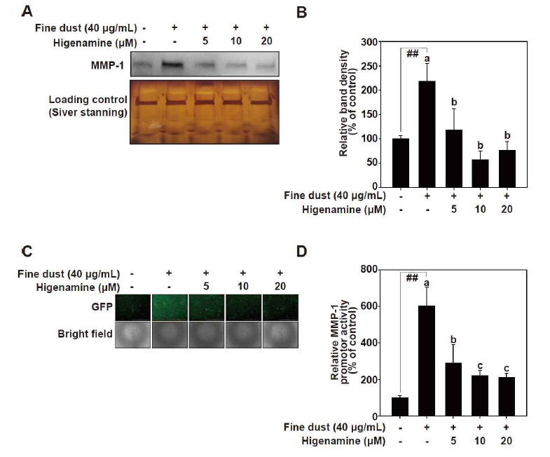 Higenamine의 미세먼지로 유도되는 MMP-1의 발현 저해효능