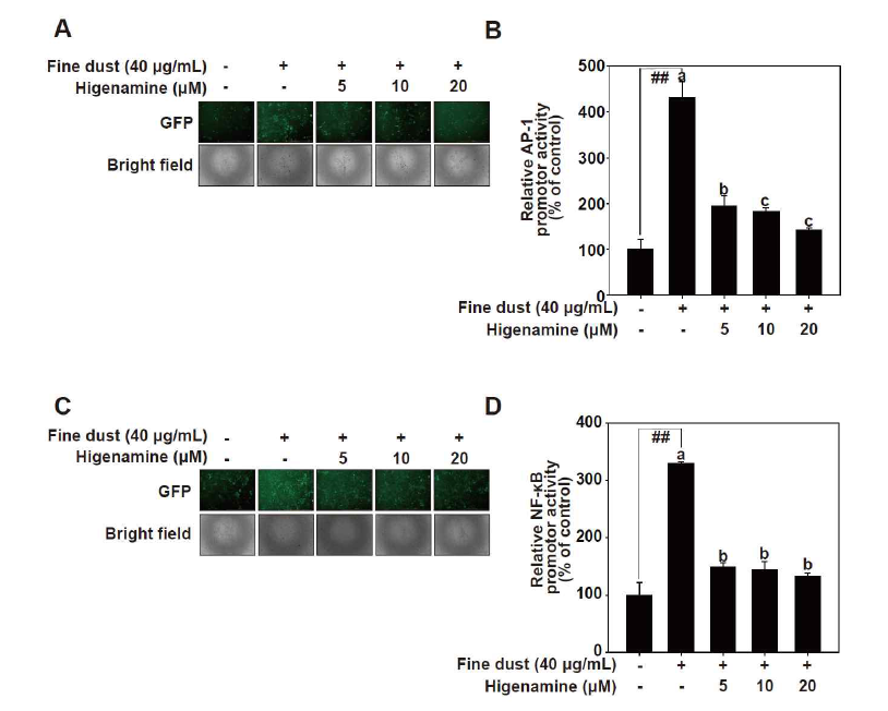 Higenamine의 미세먼지로 유도되는 전사인자 AP-1, NF-κB저해효과