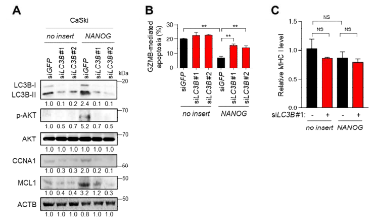 NANOG 매개 항암 면역내성에서 자가포식 인자 LC3B의 역할 규명