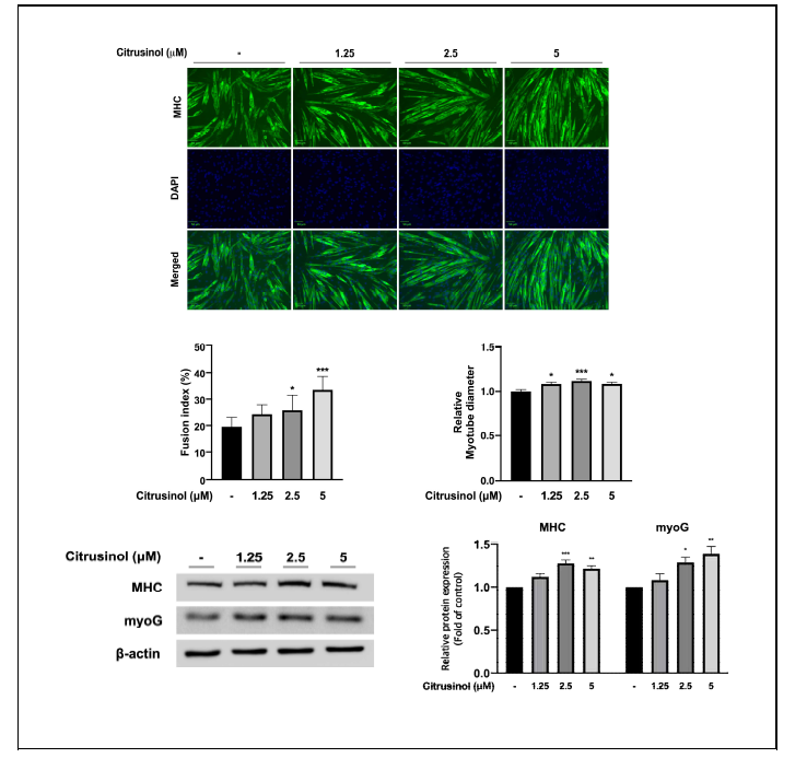 Citrusinol의 in-vitro 근육 분화능 확인