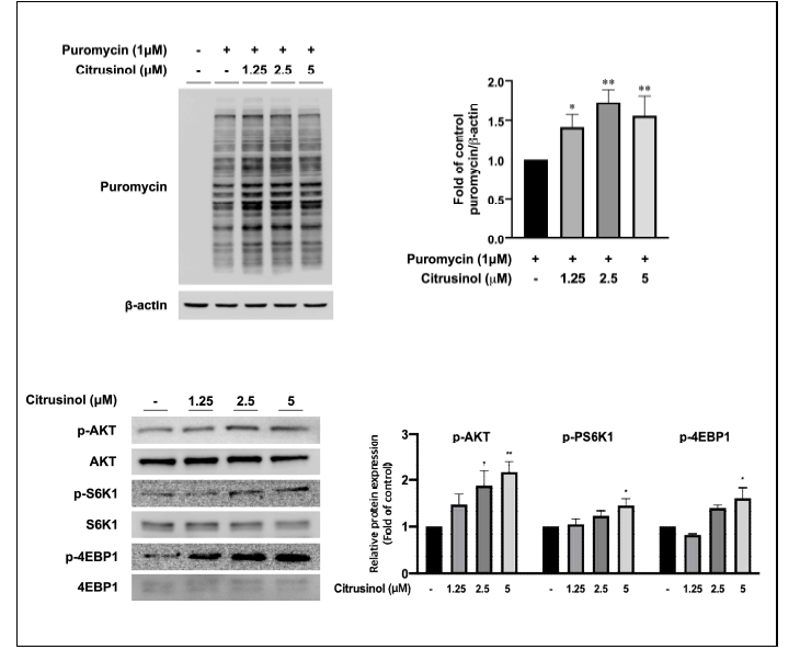 Citrusinol의 단백질 합성능 in-vitro 실험 결과